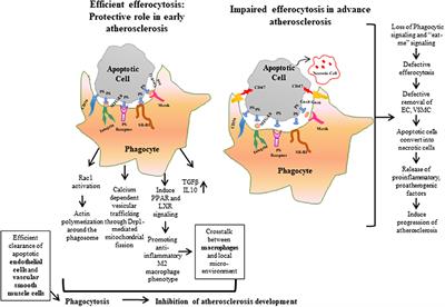 Defective efferocytosis of vascular cells in heart disease